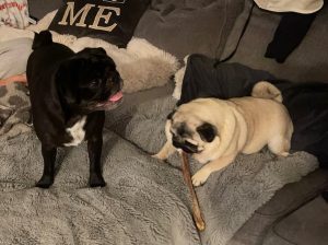 LOVELY PUGS READY FOR REHOMING