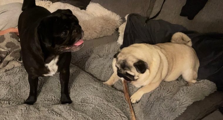 LOVELY PUGS READY FOR REHOMING