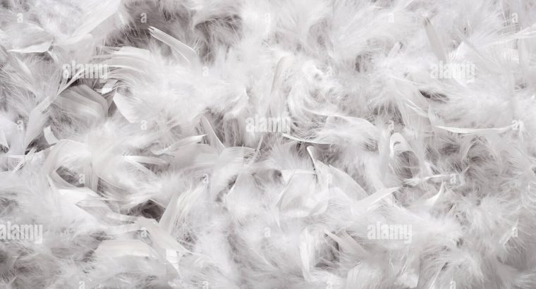 Buy Feathers in Oman ( Feathers in Salalah, Feathers Supplier in Oman )