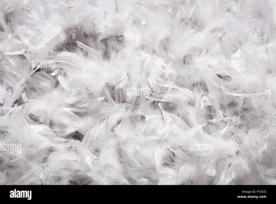 Feathers Down in UAE ( Feathers in Fujairah, Feathers Supplier in UAE )