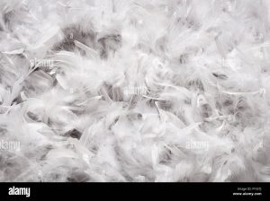 Feathers Company in UAE ( Feathers in Ajman, Feathers Supplier in UAE )