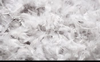 Feathers Company in UAE ( Feathers in Ajman, Feathers Supplier in UAE )
