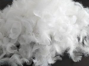 Feathers Down in UAE ( Feathers in Abu Dhabi, Feathers Supplier in UAE )