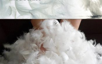Feathers Down in UAE ( Feathers in Dubai, Feathers Supplier in UAE )