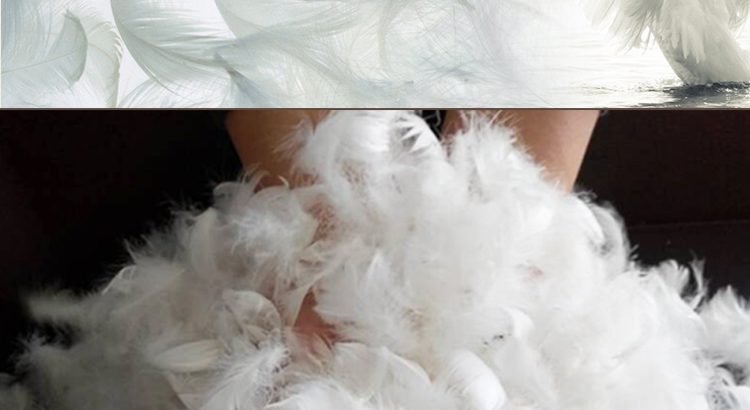 Feathers Down in UAE ( Feathers in Fujairah, Feathers Supplier in UAE )