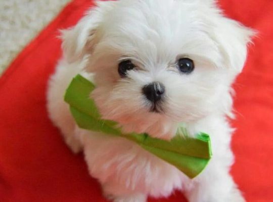 Beautiful Maltese puppies