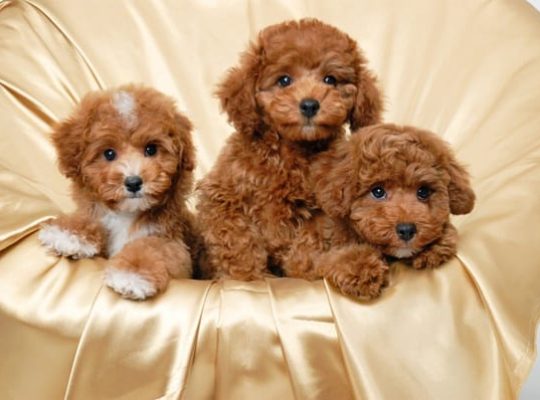 Adorable Poodle Puppies Available