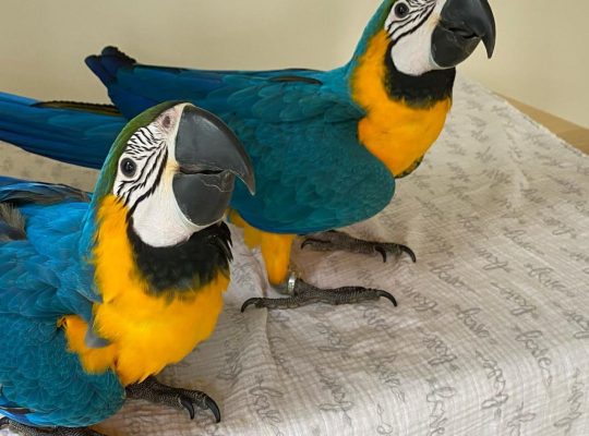 Macaws parrots for sale