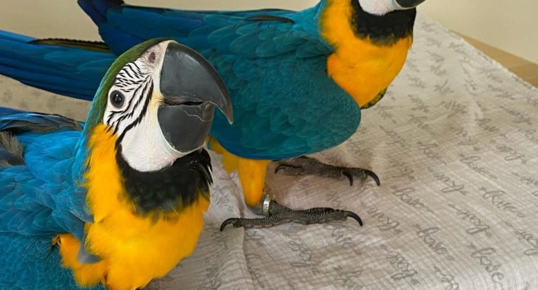 Macaws parrots for sale