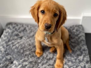Adorable Cocker Spaniel for rehoming.