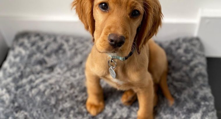 Adorable Cocker Spaniel for rehoming.