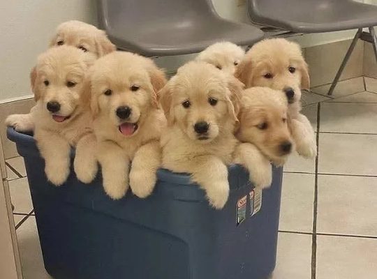 Beautiful pure breed Golden Retriever poppies