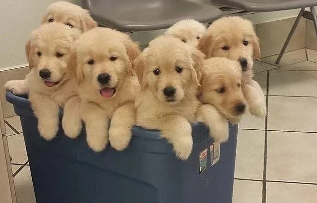 Beautiful pure breed Golden Retriever poppies
