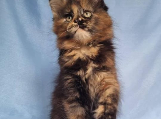 Fluffy Maine Coon Kitten Ready For New Homes