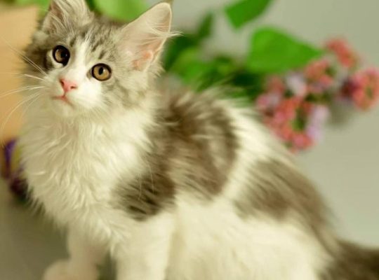 Fluffy Maine Coon Kitten Ready For New Homes