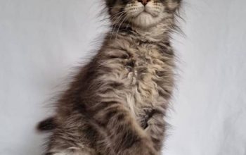 Fluffy Maine Coon Kitten Ready For New Homes