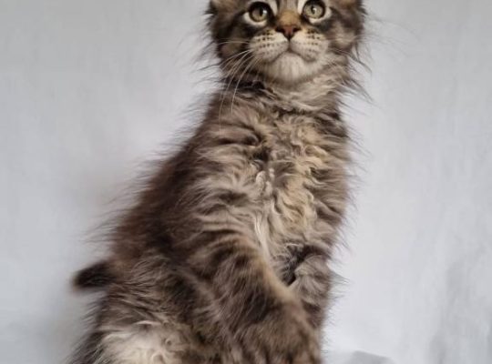 Fluffy Maine Coon Kitten Ready For New Homes