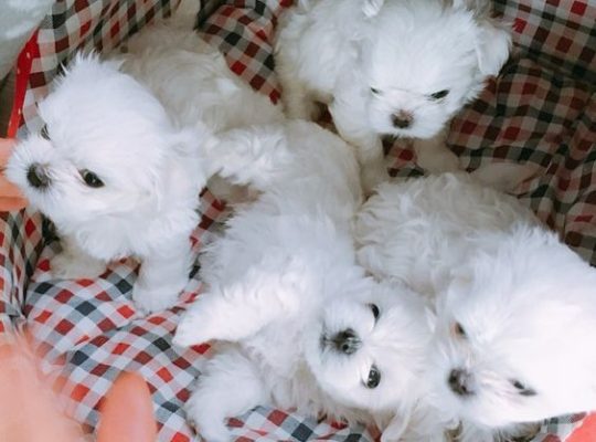 Beautiful Maltese puppies