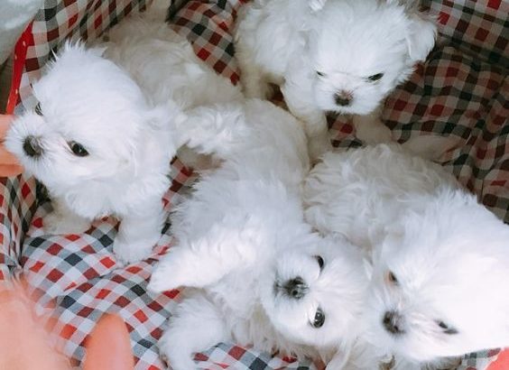 Beautiful Maltese puppies