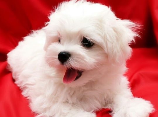 Beautiful Maltese puppies