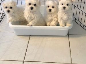 My gorgeous snowwhite female maltese puppies is now 10 weeks old and looking for a new forever home