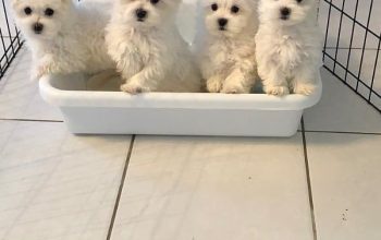 My gorgeous snowwhite female maltese puppies is now 10 weeks old and looking for a new forever home