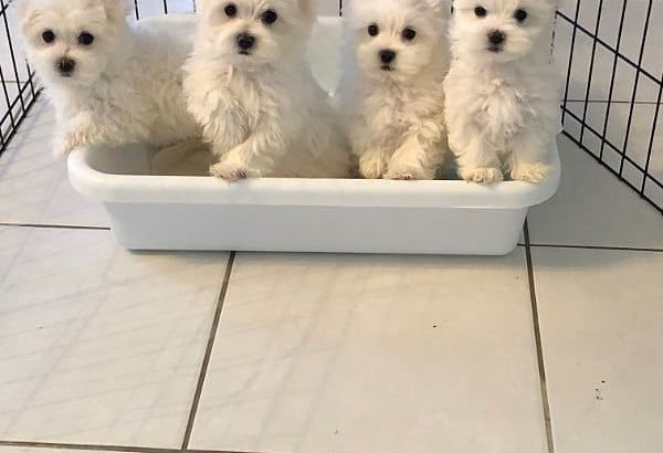 My gorgeous snowwhite female maltese puppies is now 10 weeks old and looking for a new forever home