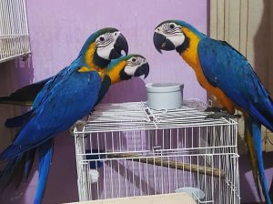 9 Months Beautiful Blue and Gold macaw parrots for rehoming