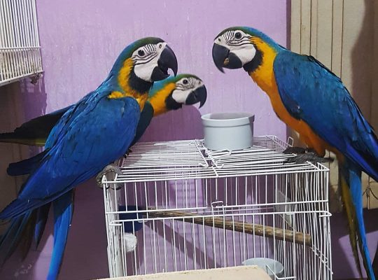 9 Months Beautiful Blue and Gold macaw parrots for rehoming