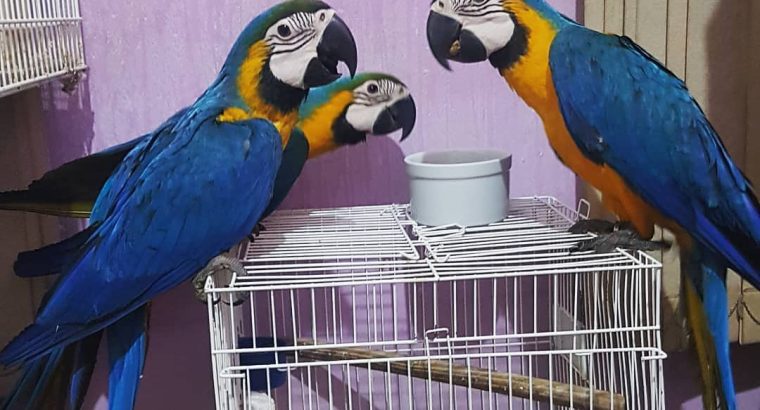 9 Months Beautiful Blue and Gold macaw parrots for rehoming
