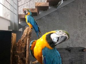 BLUE AND GOLD MACAW PARROTS READY FOR THIER NEW HOMES