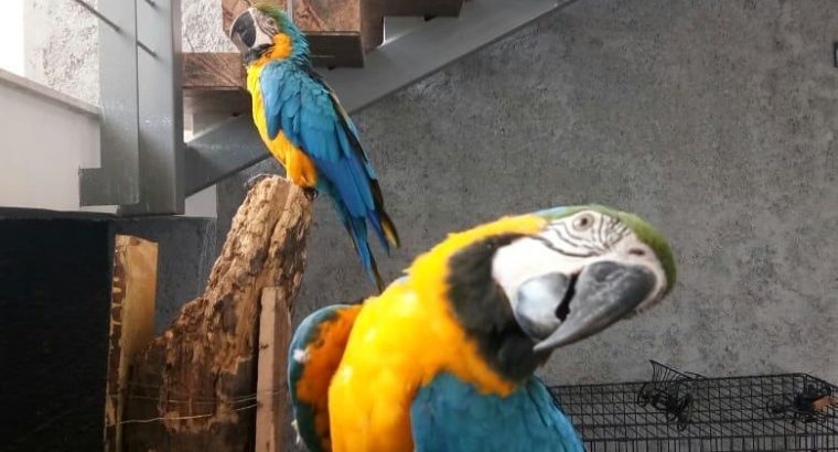 BLUE AND GOLD MACAW PARROTS READY FOR THIER NEW HOMES