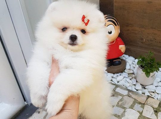 Excellent Teacup Pomeranian Puppies For Sale