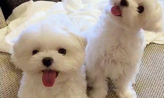Male and female pups available and ready for re-homing