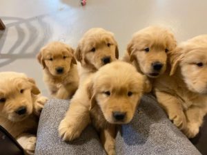 Adorable Golden Retriever Puppies For Rehoming