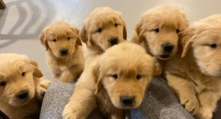 Adorable Golden Retriever Puppies For Rehoming