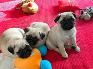Well trained pugs puppies