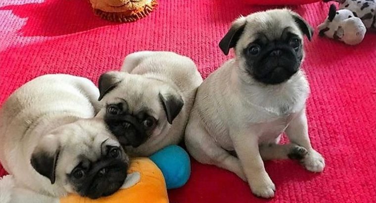 Well trained pugs puppies