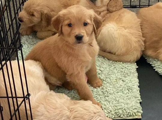 Golden Retriever puppies