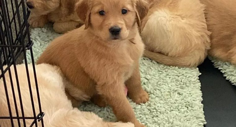 Golden Retriever puppies