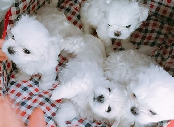 Maltese puppies.