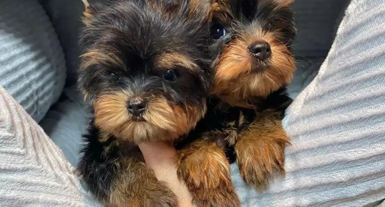 Yorkie puppies