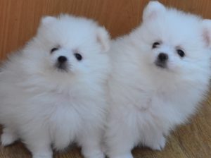 Pomeranian Puppies Ready for New Homes
