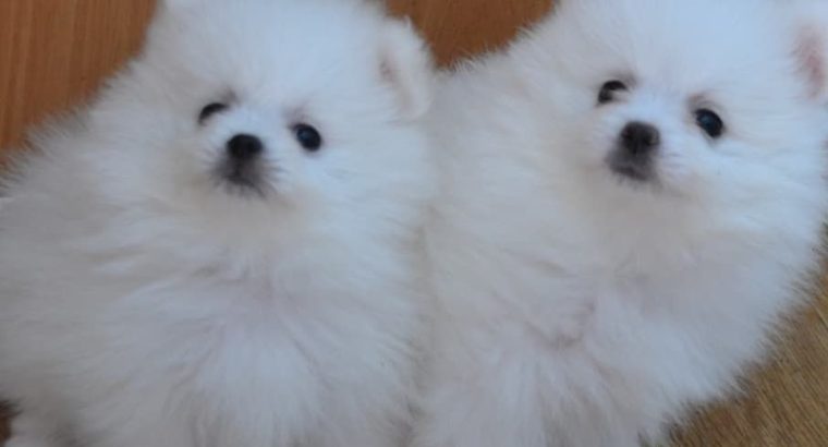 Pomeranian Puppies Ready for New Homes