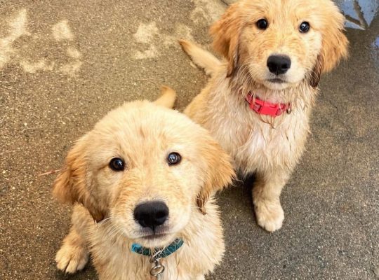 Golden Retriever puppies