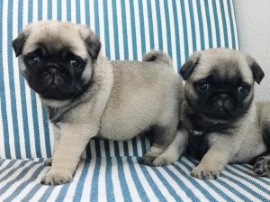 Well trained pugs puppies