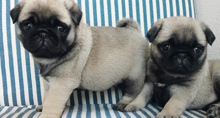 Well trained pugs puppies