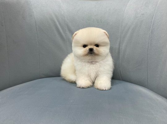 Pomeranian puppies