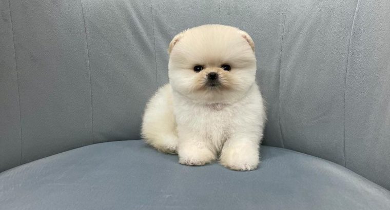 Pomeranian puppies