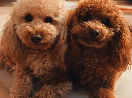 Poodle Puppies